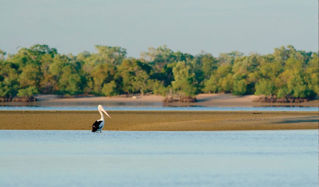 A pelican in water in remote Pormpuraaw Ausrtralia